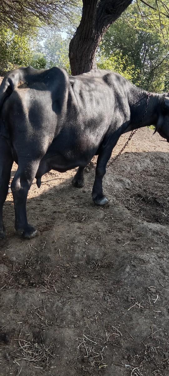 થંબનેલ 2