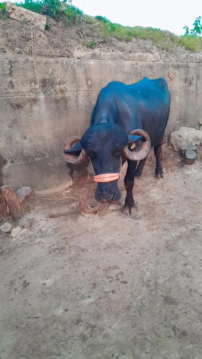 ભેસ વેસવા નિ સે