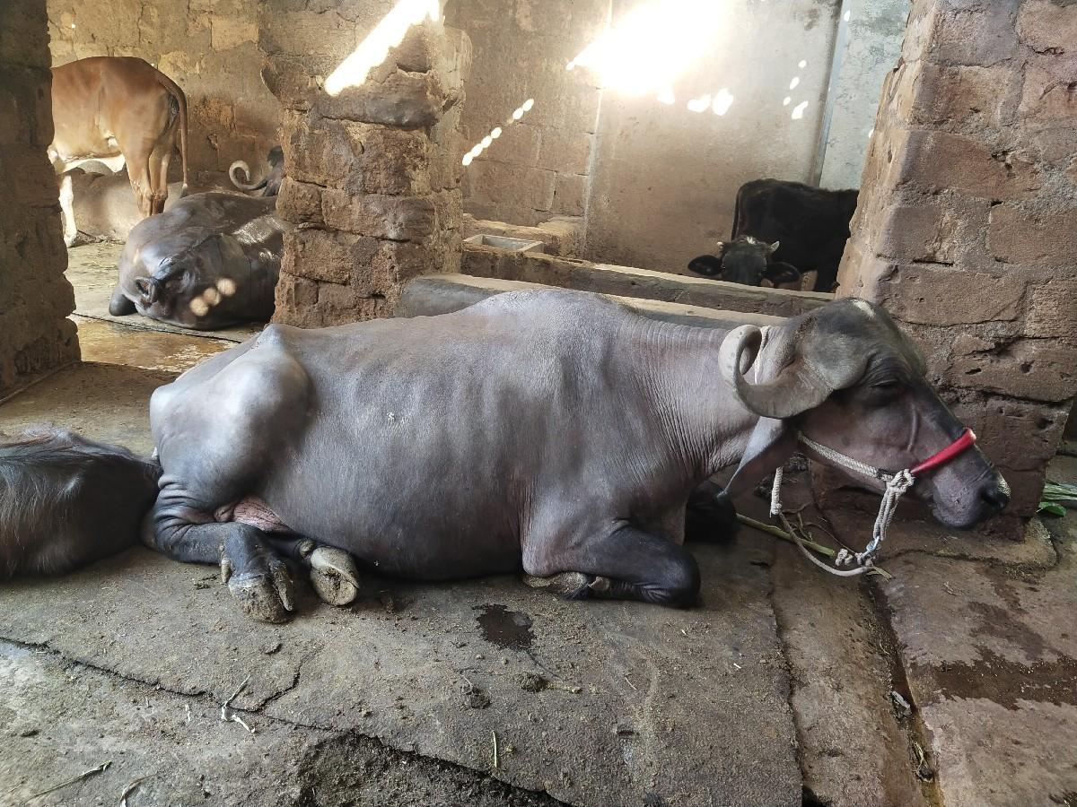 થંબનેલ 2