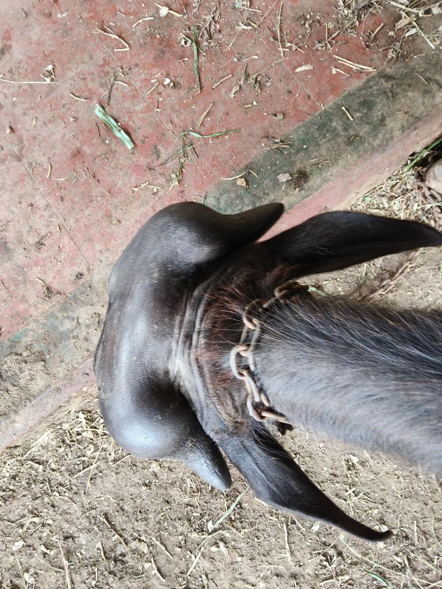 થંબનેલ 5