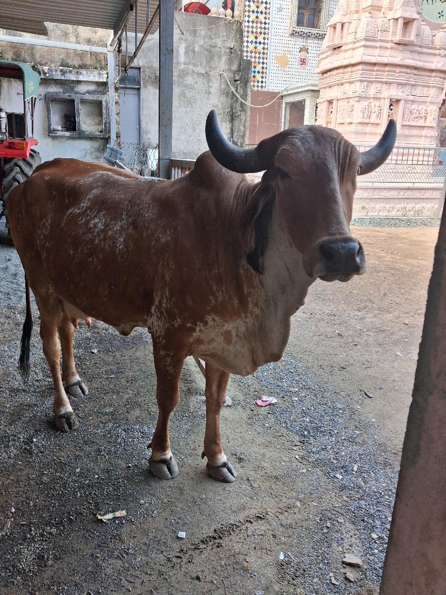 ગાય વેચવાની છે