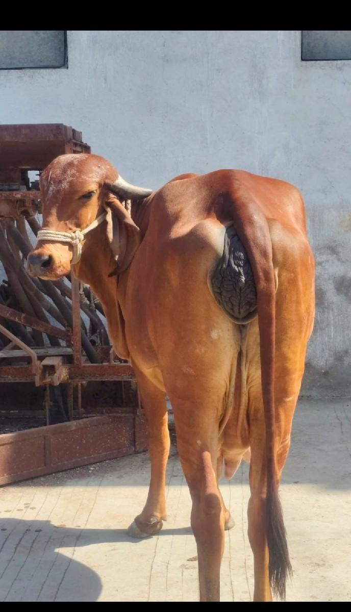 થંબનેલ 3