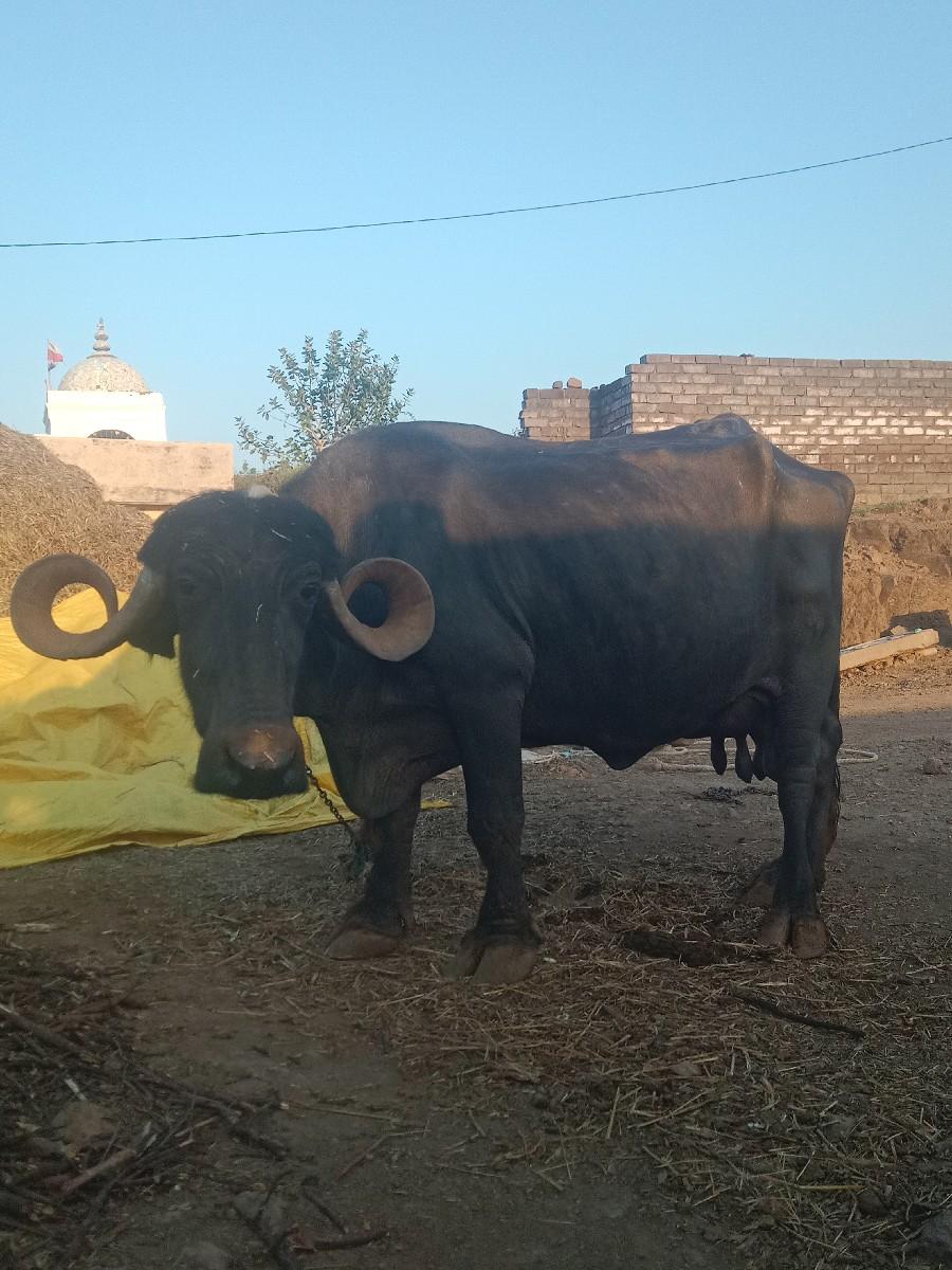 આ ભેંસ વેસવાની છે