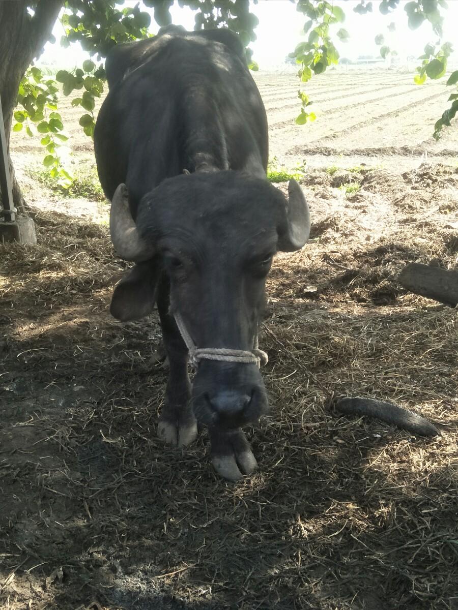 થંબનેલ 2