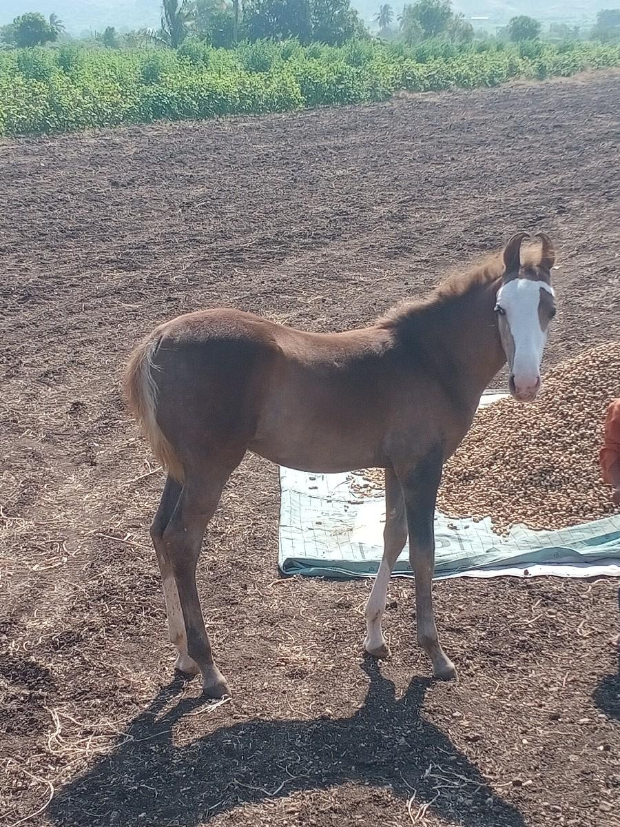 ઘોડી(વછેરી)