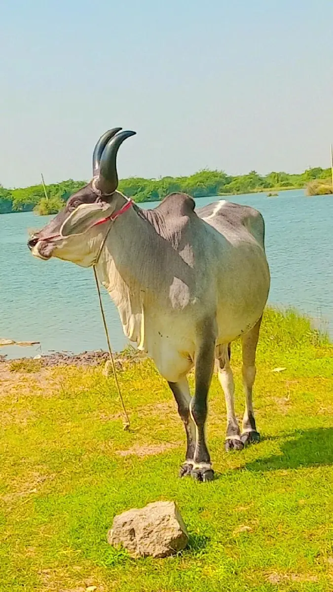 સરાડીયા