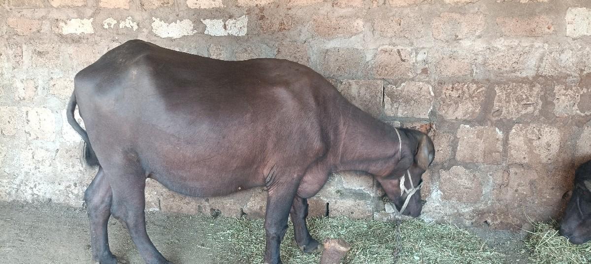 પેલુ વેતર