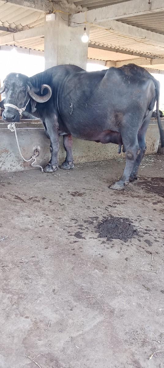 થંબનેલ 2