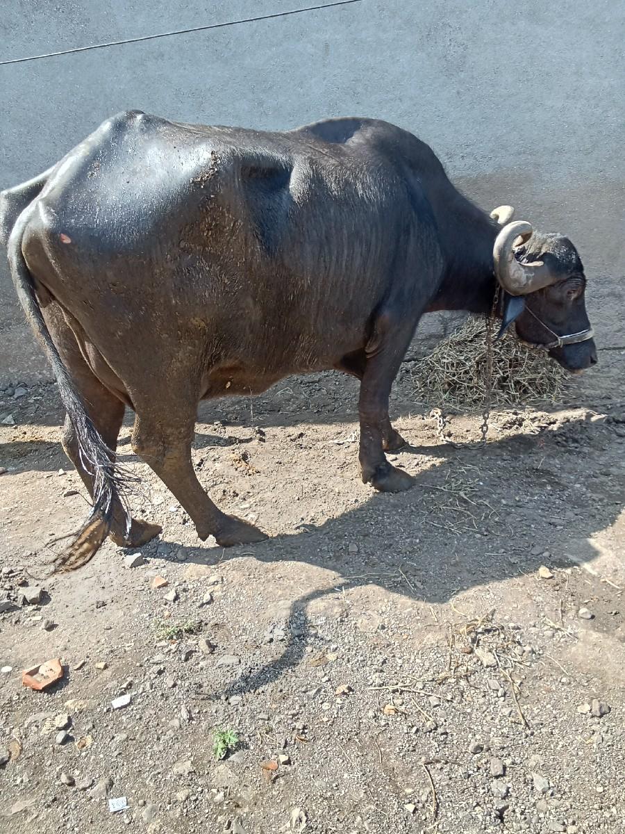 થંબનેલ 3