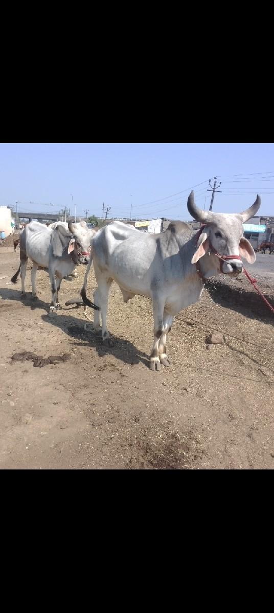 થંબનેલ 2