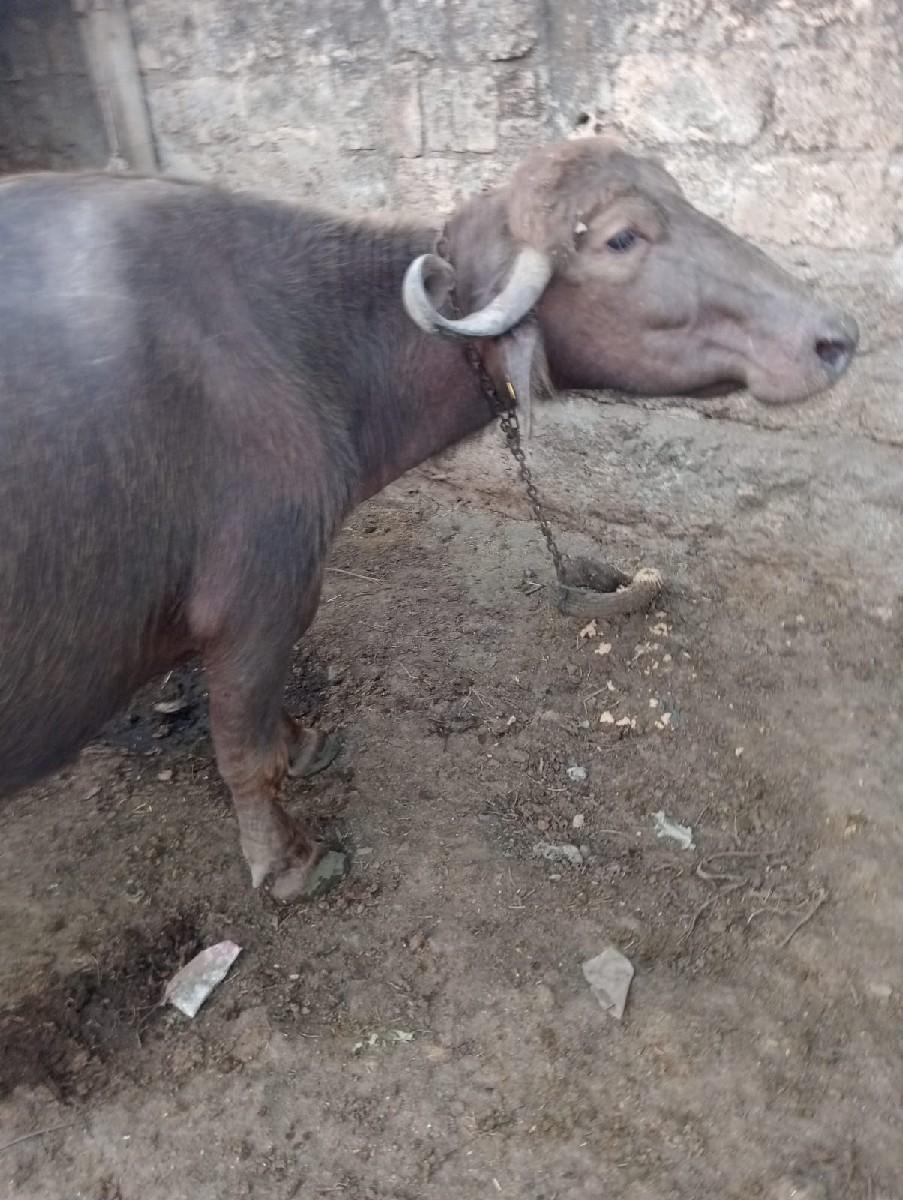 ભેસ વેચવાની સે