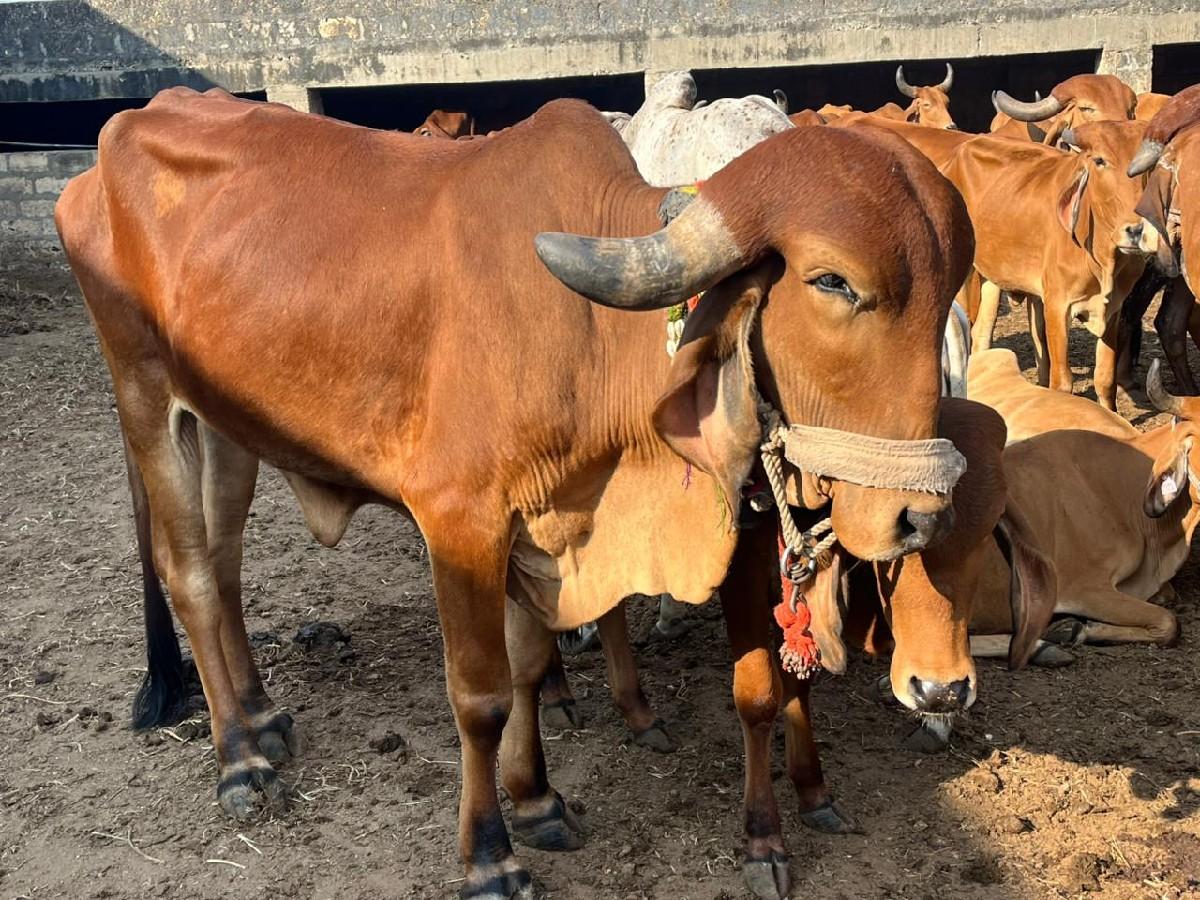 થંબનેલ 3