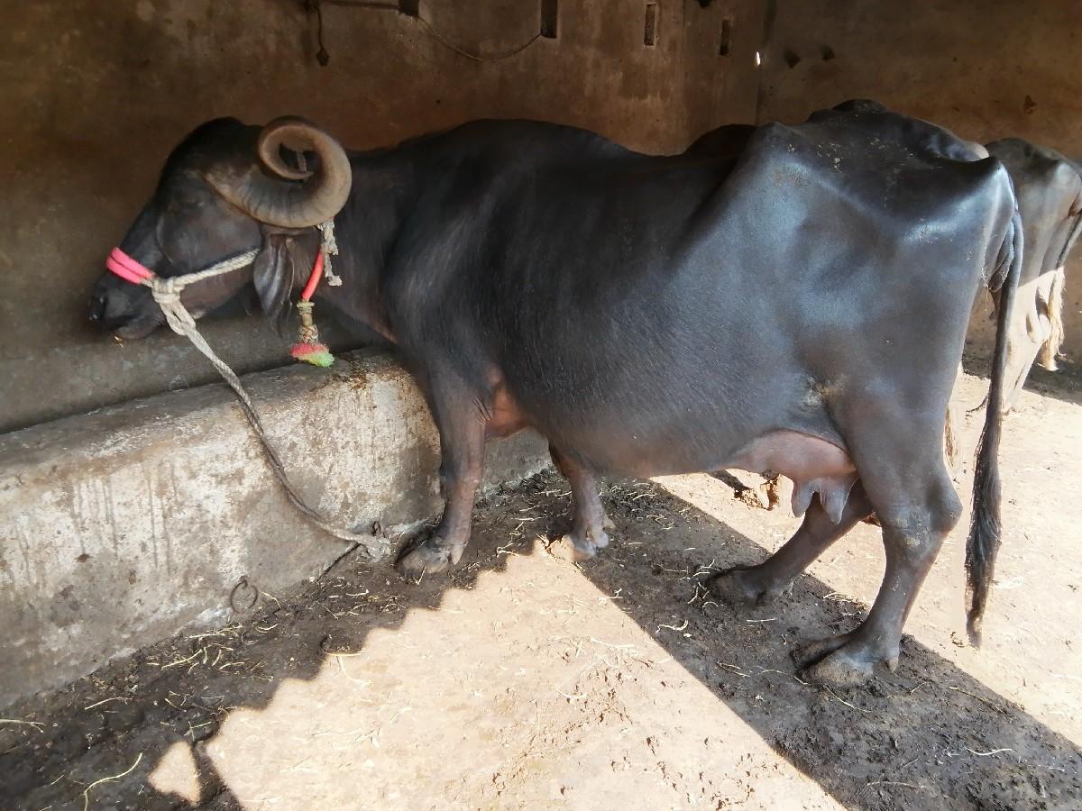 થંબનેલ 3