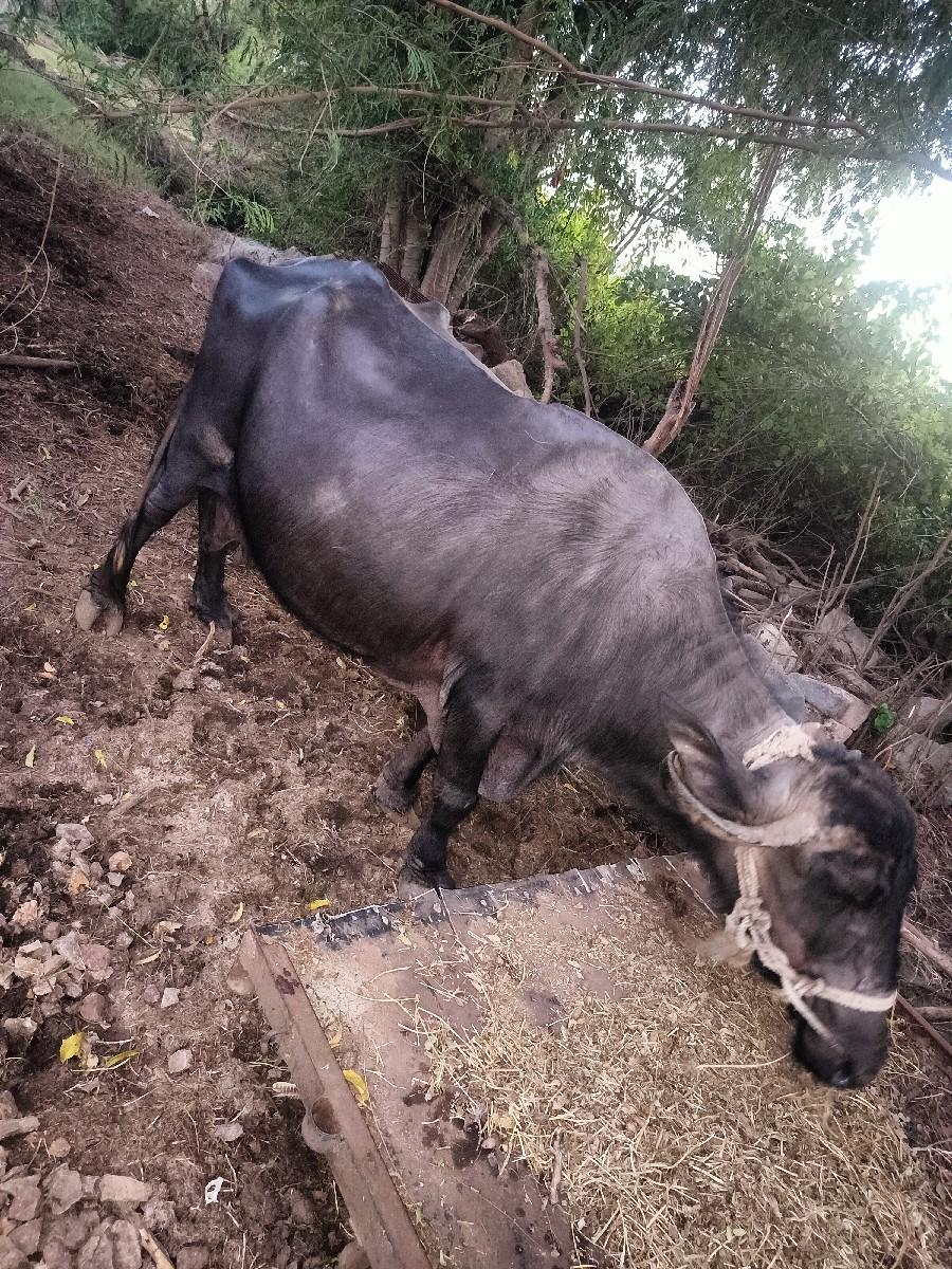 થંબનેલ 2