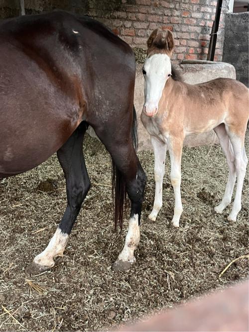 થંબનેલ 2