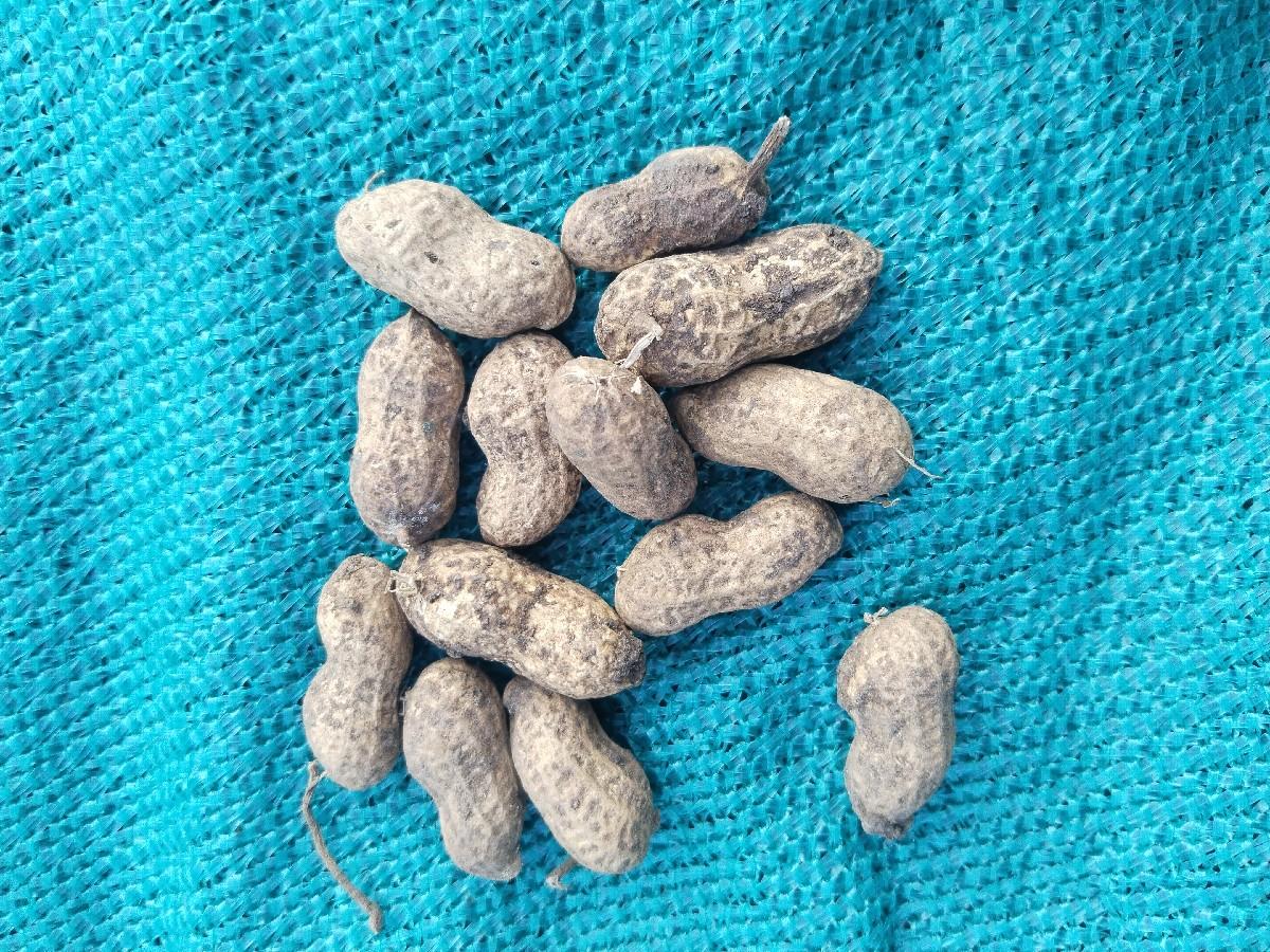 ગીરનાર 4 મગફડી વેશવાની છે