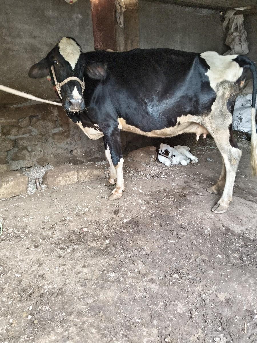 બે ગાયું વેચવાની છે