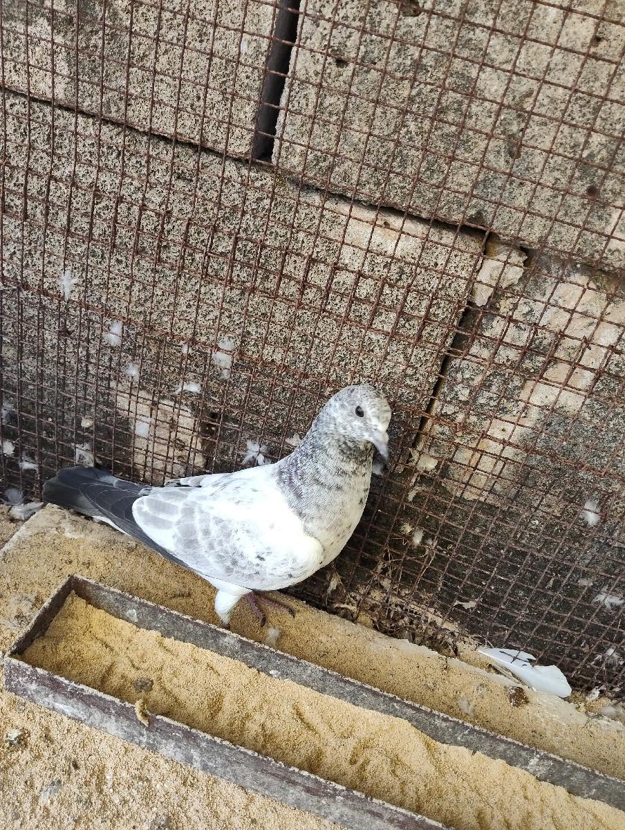 થંબનેલ 3