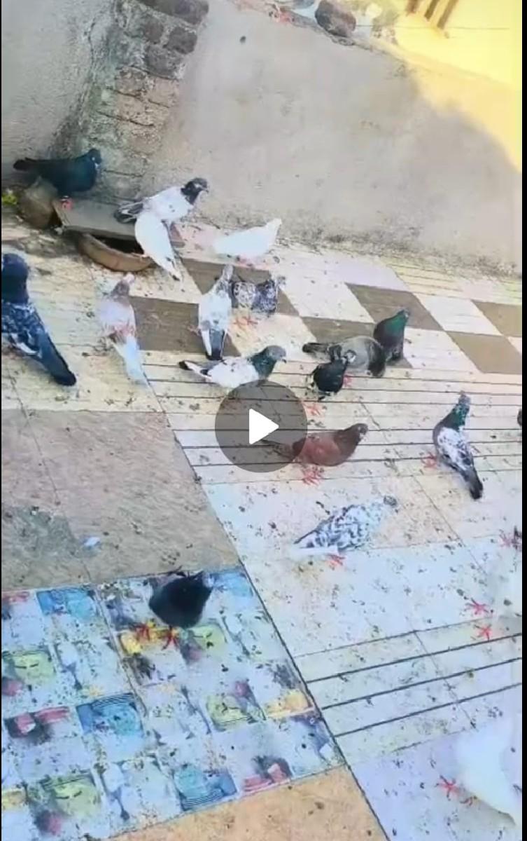 વેચવાના છે 350 રૂપિયા ભાવ છે