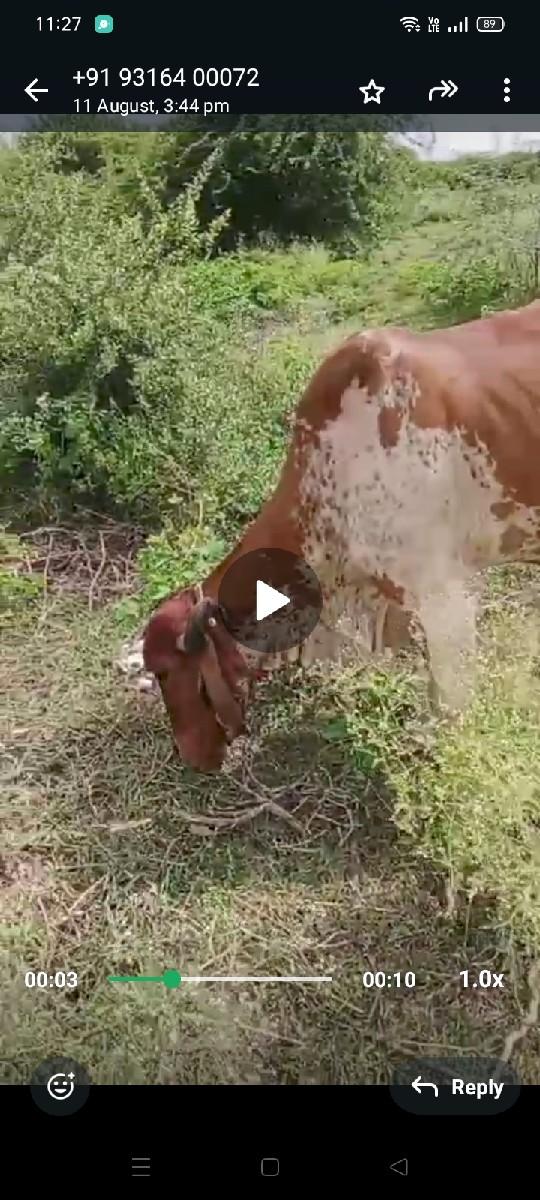 થંબનેલ 3