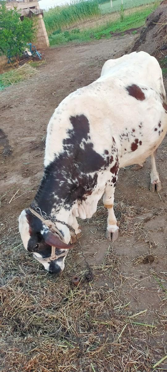 થંબનેલ 2