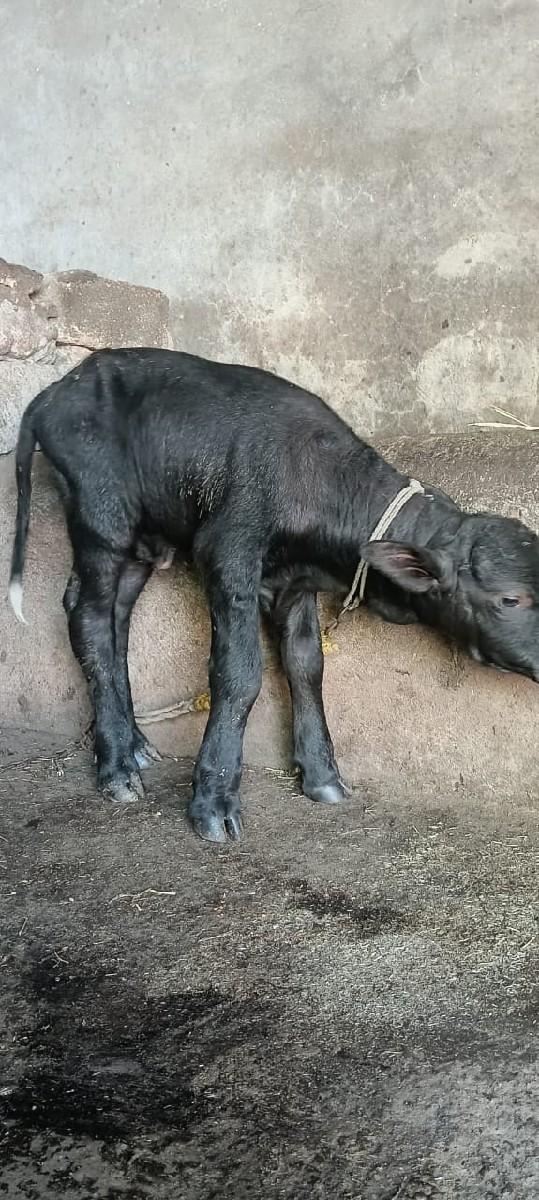 થંબનેલ 3