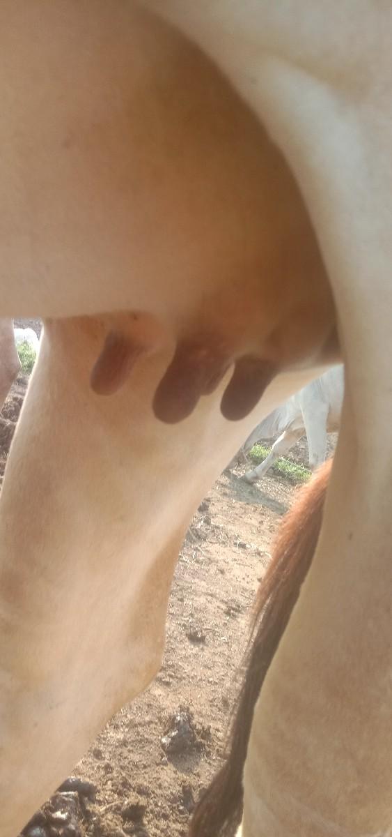 ગાય વેચવાની છે