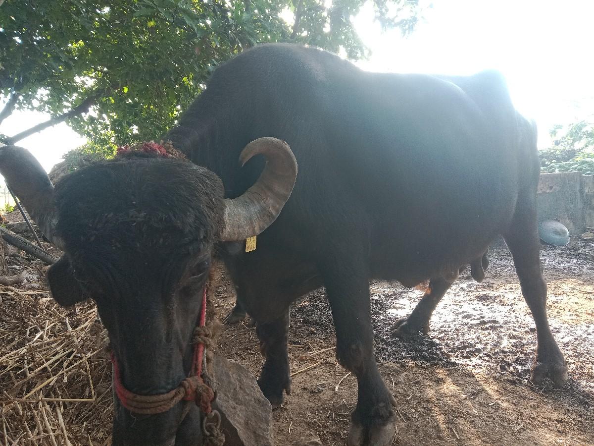 2 વેતર વિયા ણી