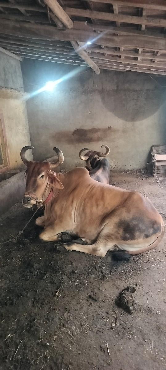 થંબનેલ 3