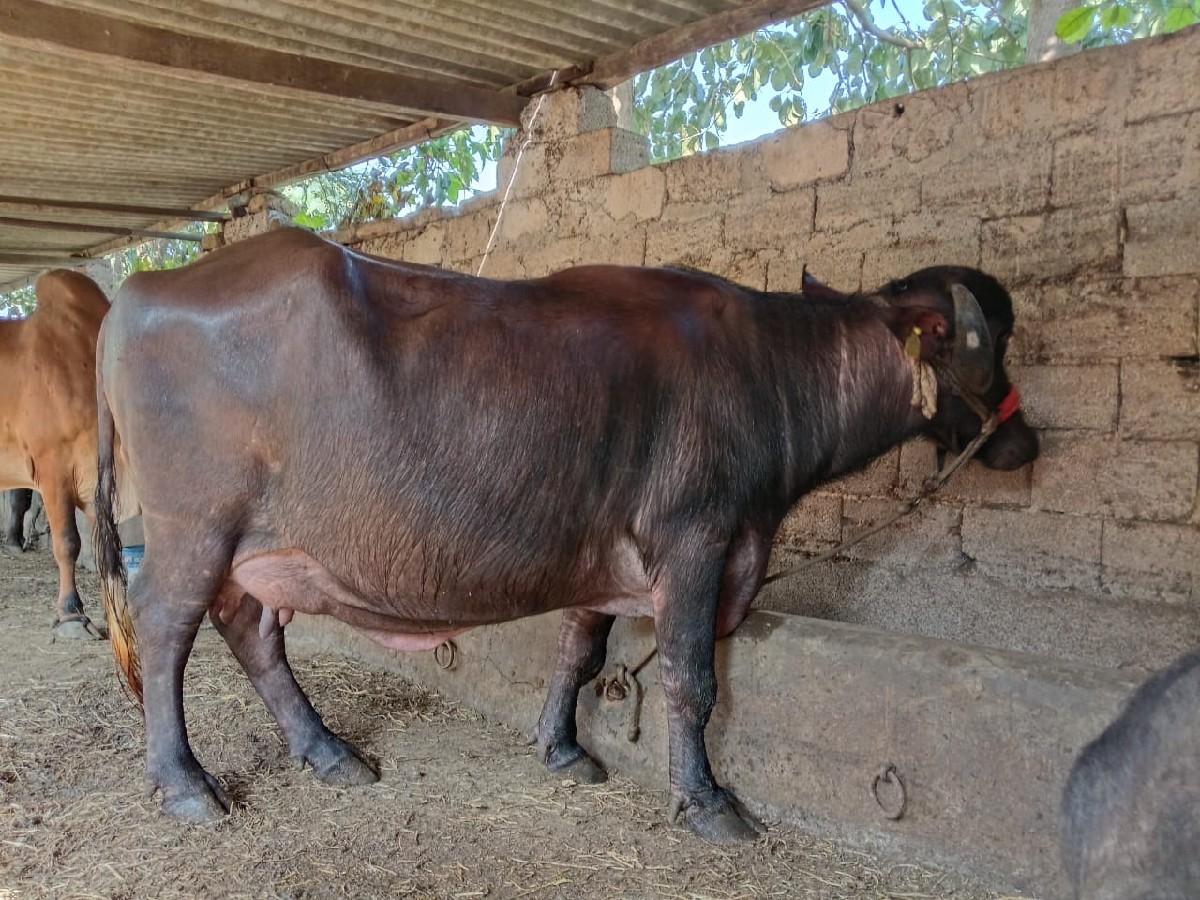 ભેંશ બીજા વેતર ની વેસ્વની સે