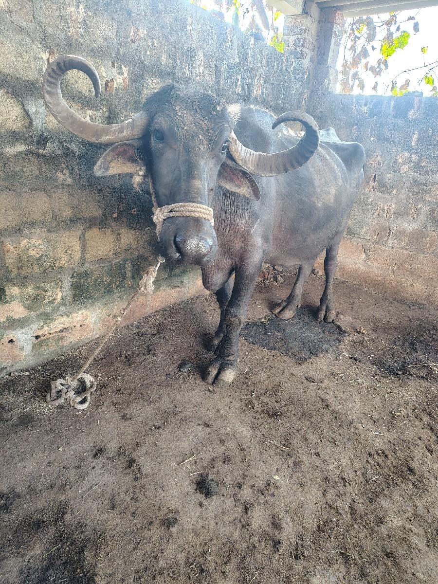 ભેંસ 
૭ દિવસ ની વયાનલ