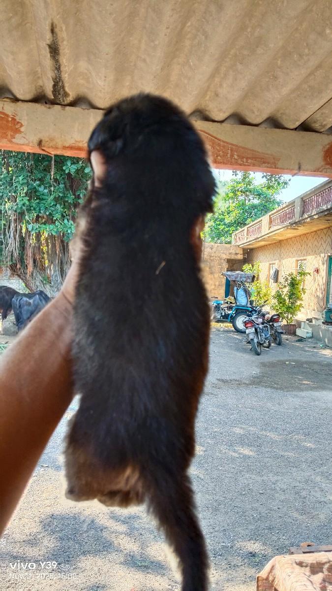 જર્મન શેફર્ડ પપ્પી વેચવાના છે