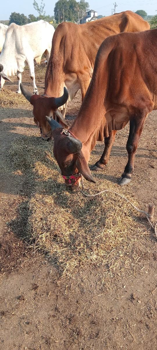 થંબનેલ 2