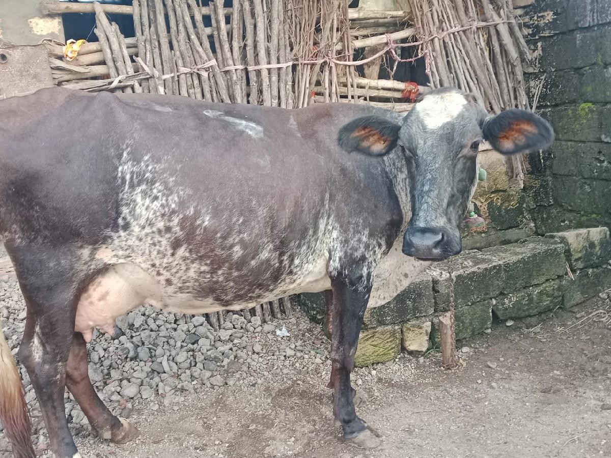 જર્સી ગાય