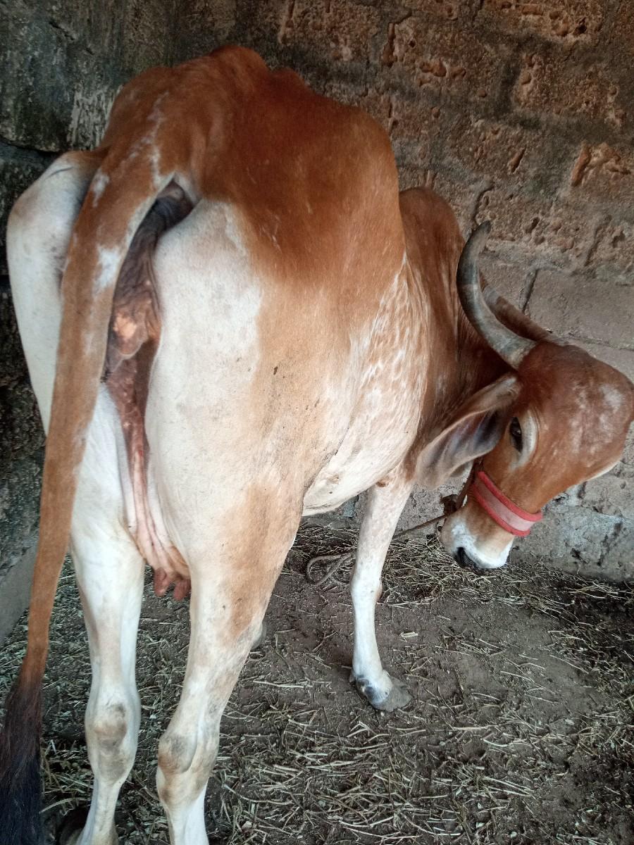 ગાય વેચવા ની છે