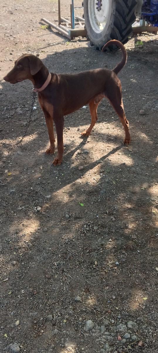 ડોબરમેન વેચવાનો છે
