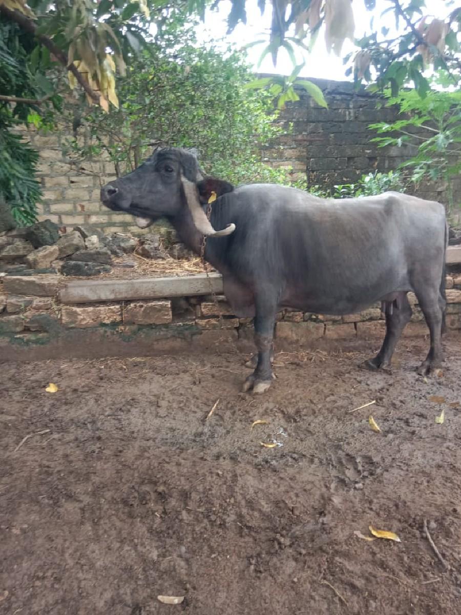 આ ભેંસ વેચવાની છે