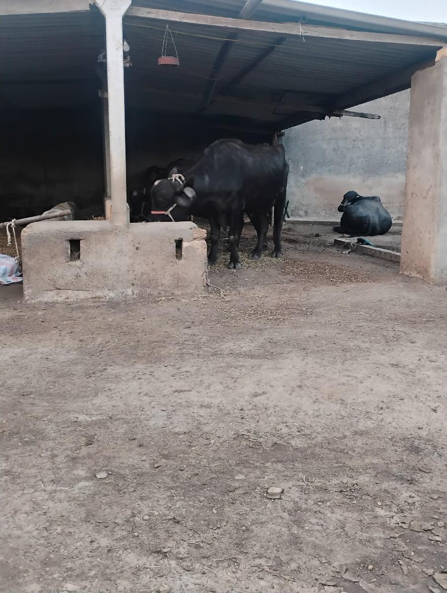 સાવસોજીછે ગમેતેનેદોવાદીયેછે