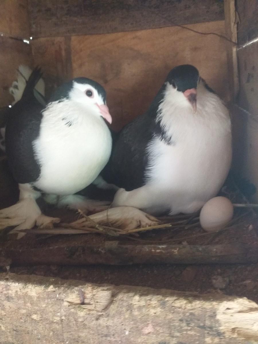 થંબનેલ 2