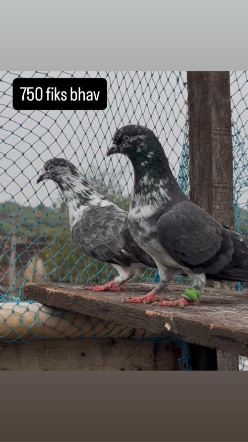 થંબનેલ 2