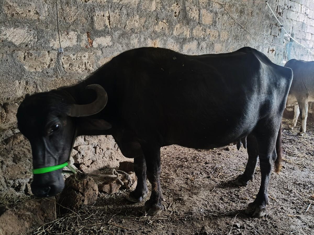 થંબનેલ 2