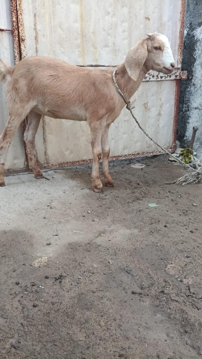 થંબનેલ 3