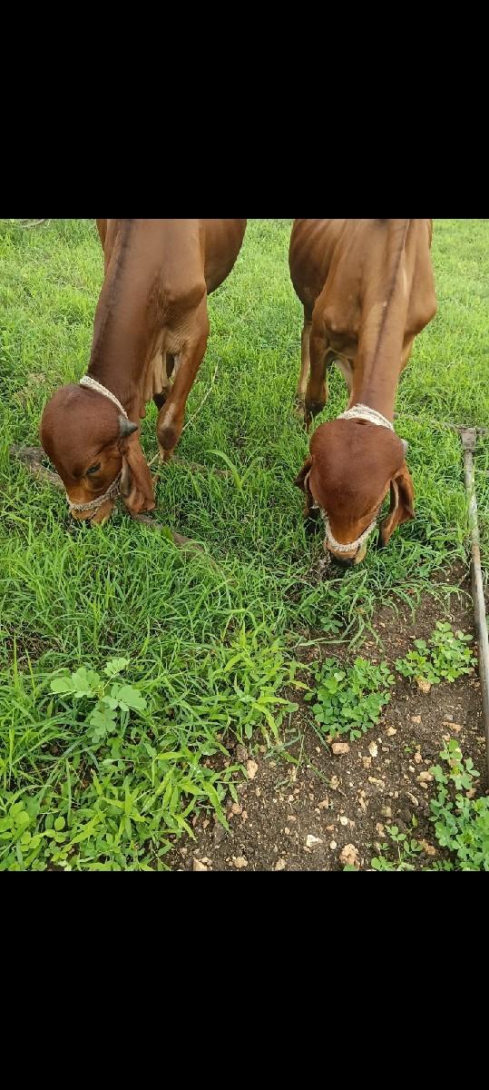 ગોઢલા વેચવાના છે.