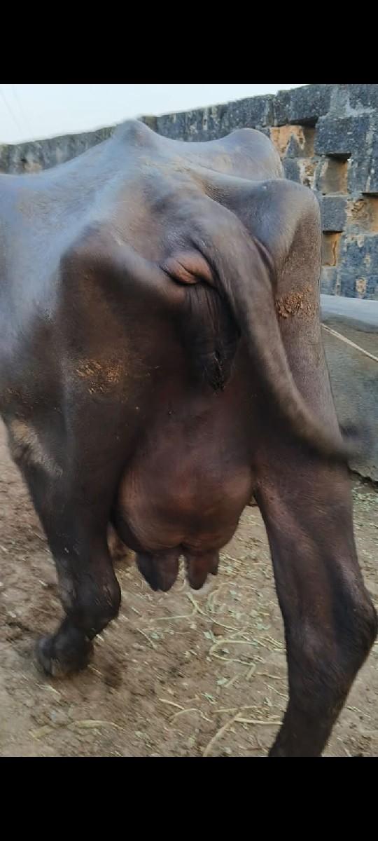 થંબનેલ 3