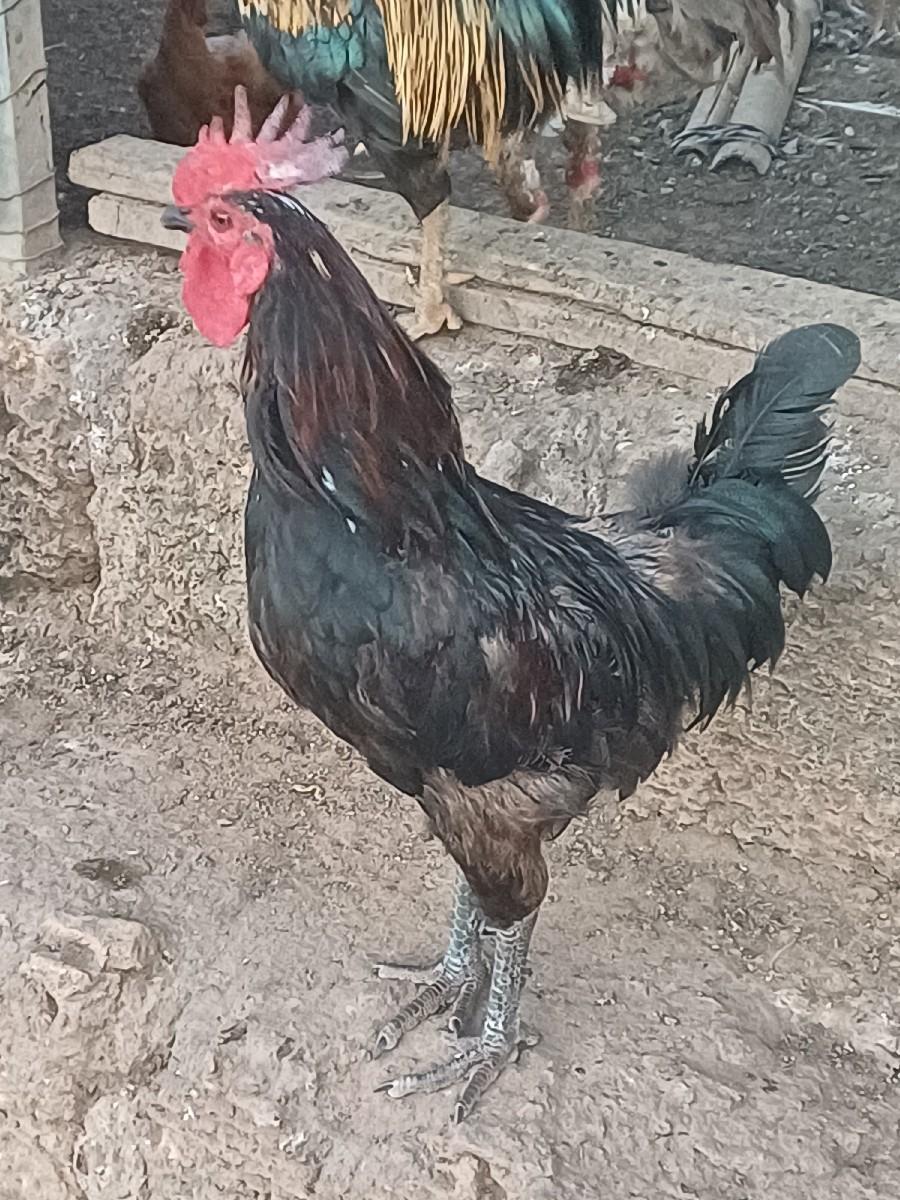 થંબનેલ 2