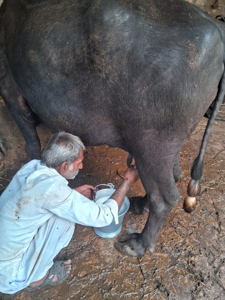 ભૈસ વેસવાની છે 3વેતર યાયગલ છે 25ની