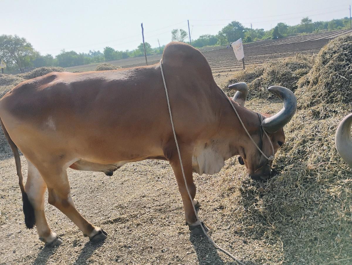 વધારે માહિતી માટે ફોન કરવો