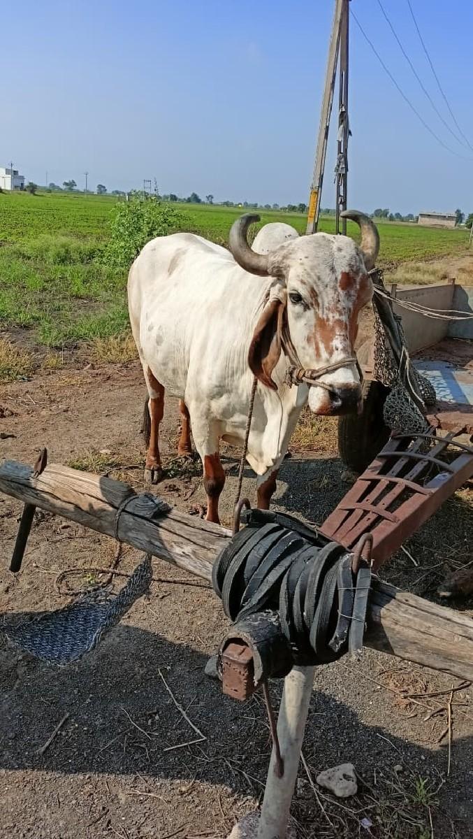 થંબનેલ 2