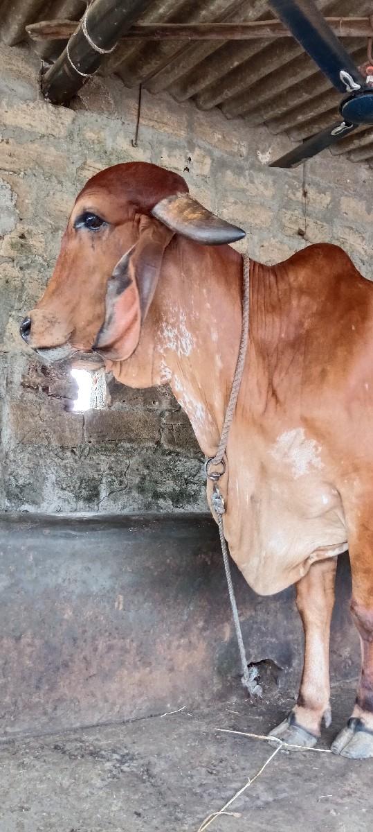 થંબનેલ 3