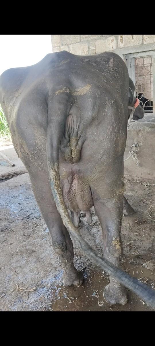 થંબનેલ 2